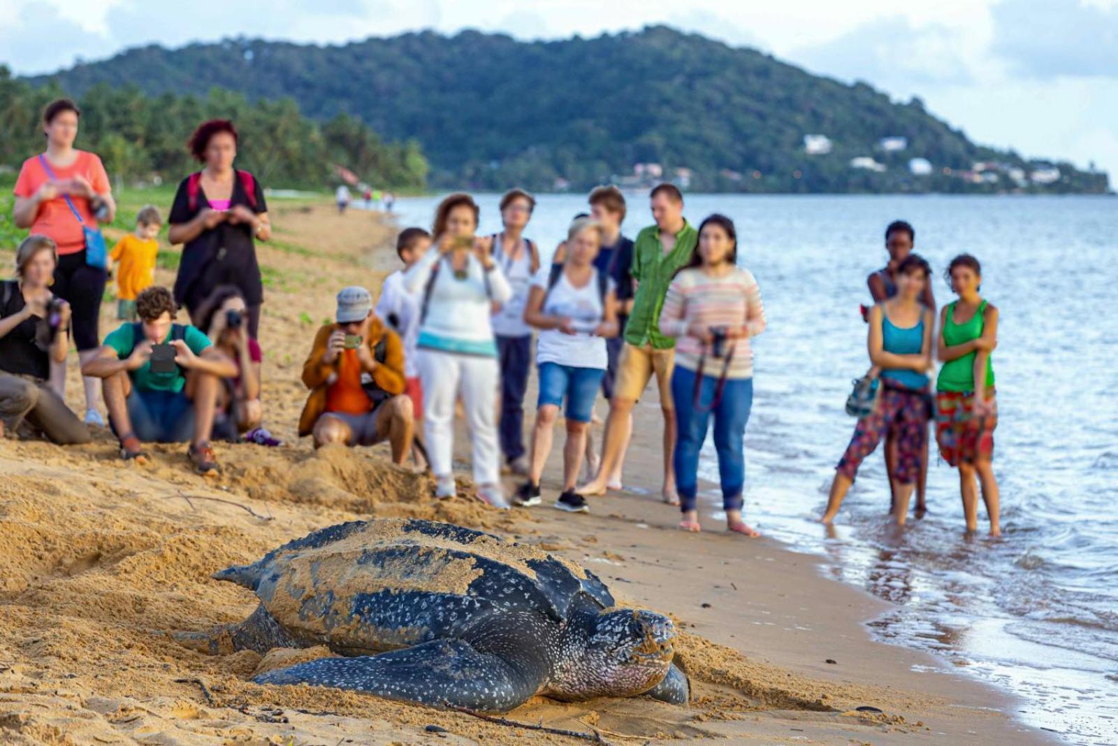 Le Petit Marin Des Salines A 0 Metre De La Plage Remire-Montjoly Zewnętrze zdjęcie